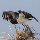 Cigogne d'Abdim