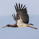 Cigogne d'Abdim