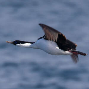 Cormoran de Crozet