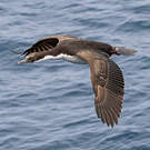 Cormoran de Crozet