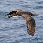 Cormoran de Crozet