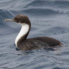 Cormoran de Crozet