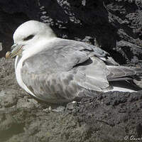 Fulmar boréal