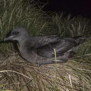 Puffin à bec grêle