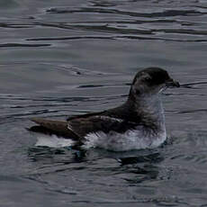 Puffinure de Géorgie du Sud