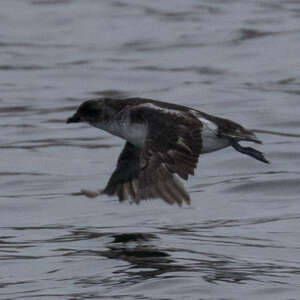 Puffinure de Géorgie du Sud