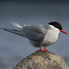 Sterne de Kerguelen