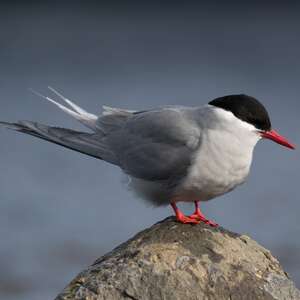 Sterne de Kerguelen