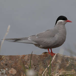 Sterne de Kerguelen