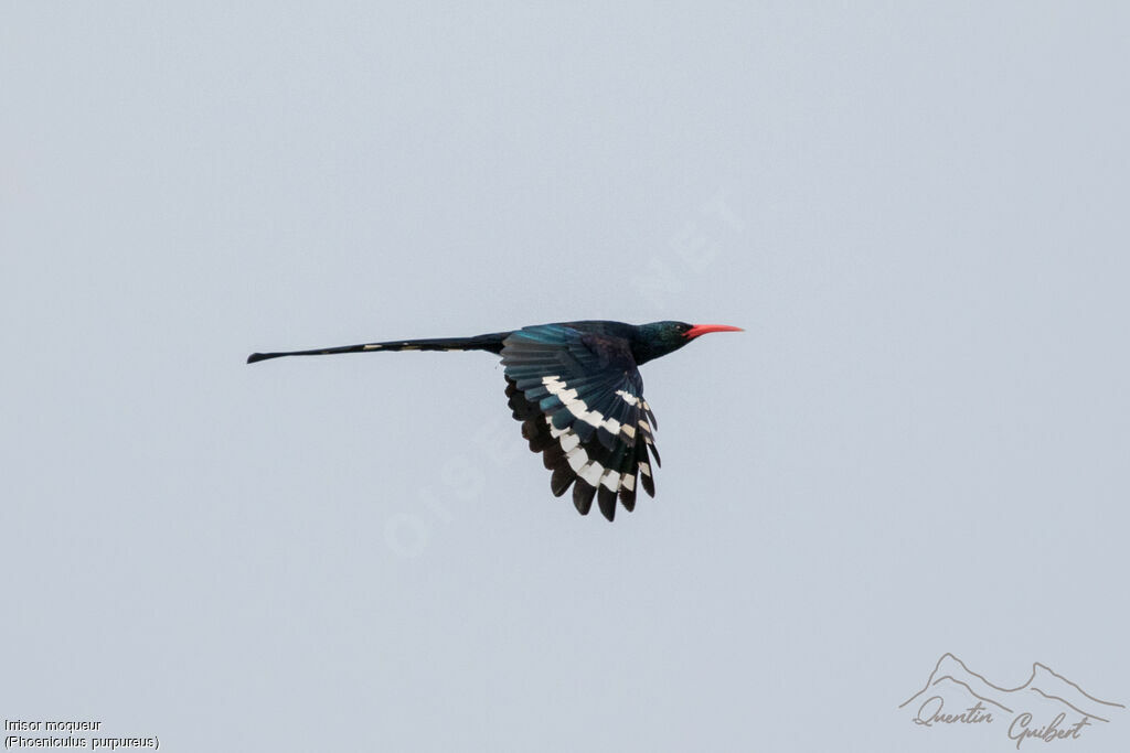 Green Wood Hoopoe, identification, Flight