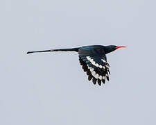 Green Wood Hoopoe