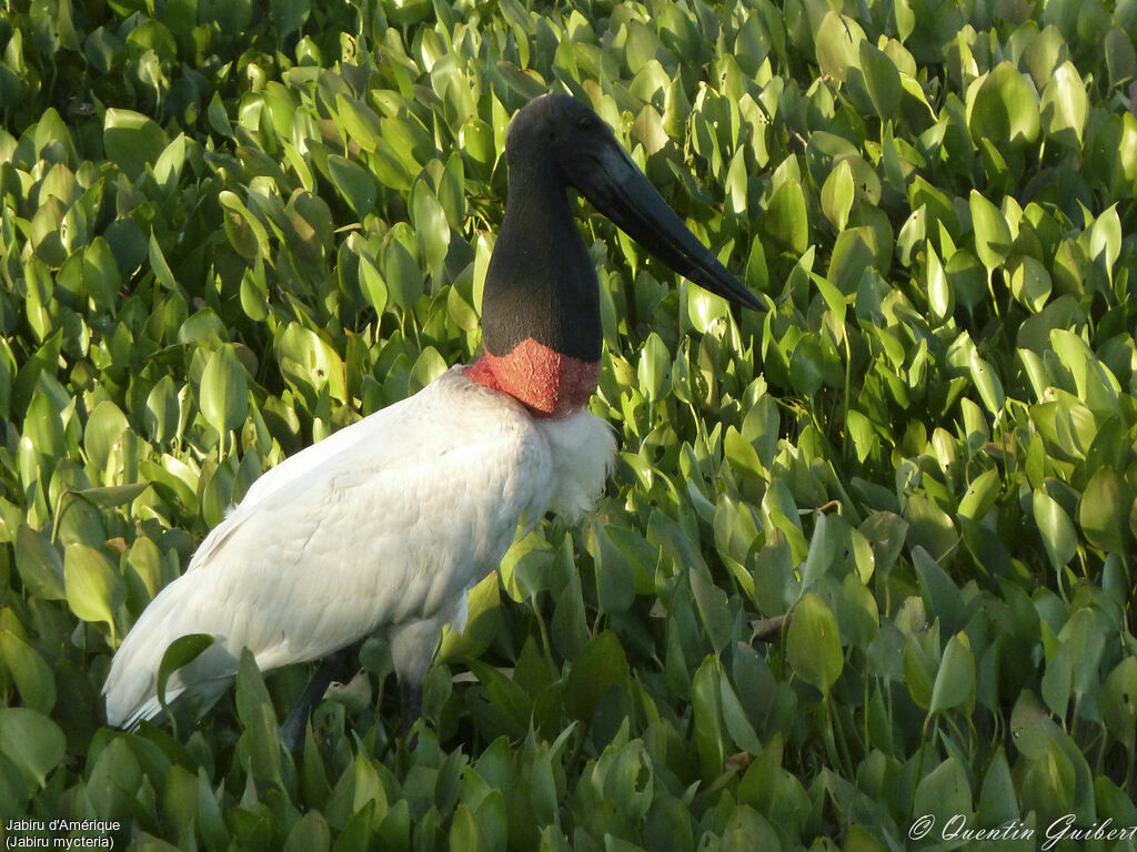 Jabiru d'Amérique