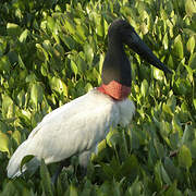 Jabiru d'Amérique