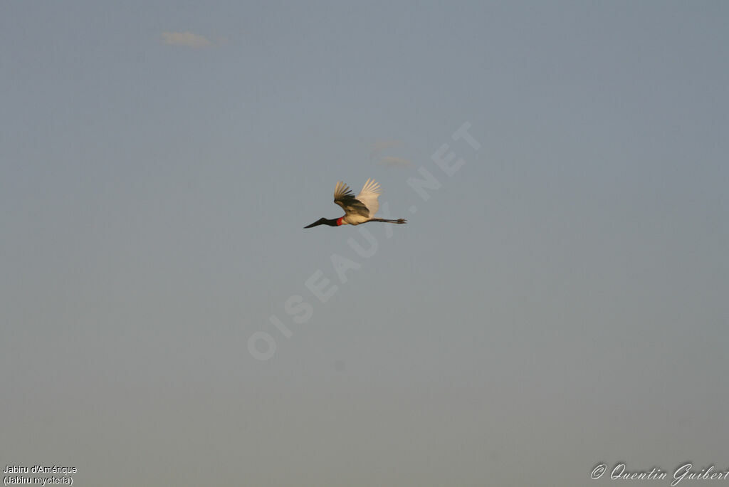 Jabiru d'Amériqueadulte, Vol