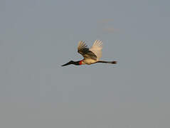 Jabiru d'Amérique