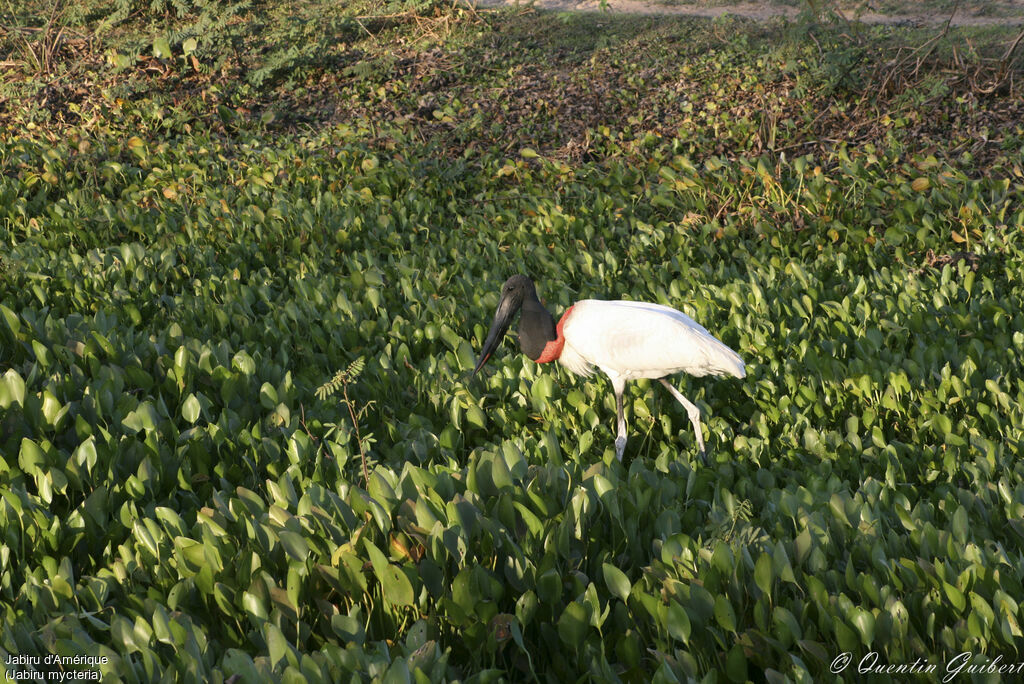 Jabiru d'Amériqueadulte, identification