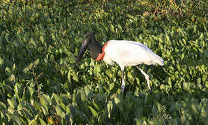 Jabiru