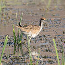Jacana à longue queue