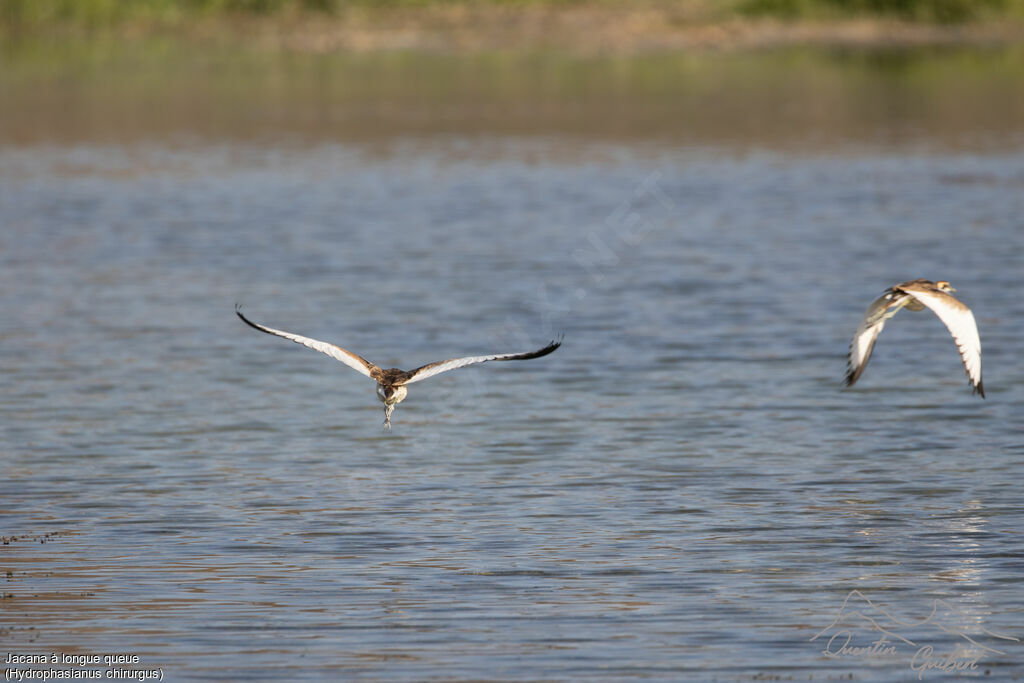 Pheasant-tailed Jacana, identification, Flight
