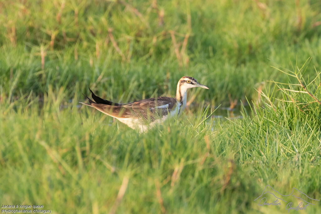 Jacana à longue queue