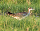 Jacana à longue queue