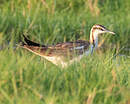 Jacana à longue queue