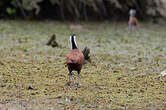 Jacana à poitrine dorée