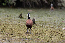 Jacana à poitrine dorée