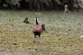 Jacana à poitrine dorée