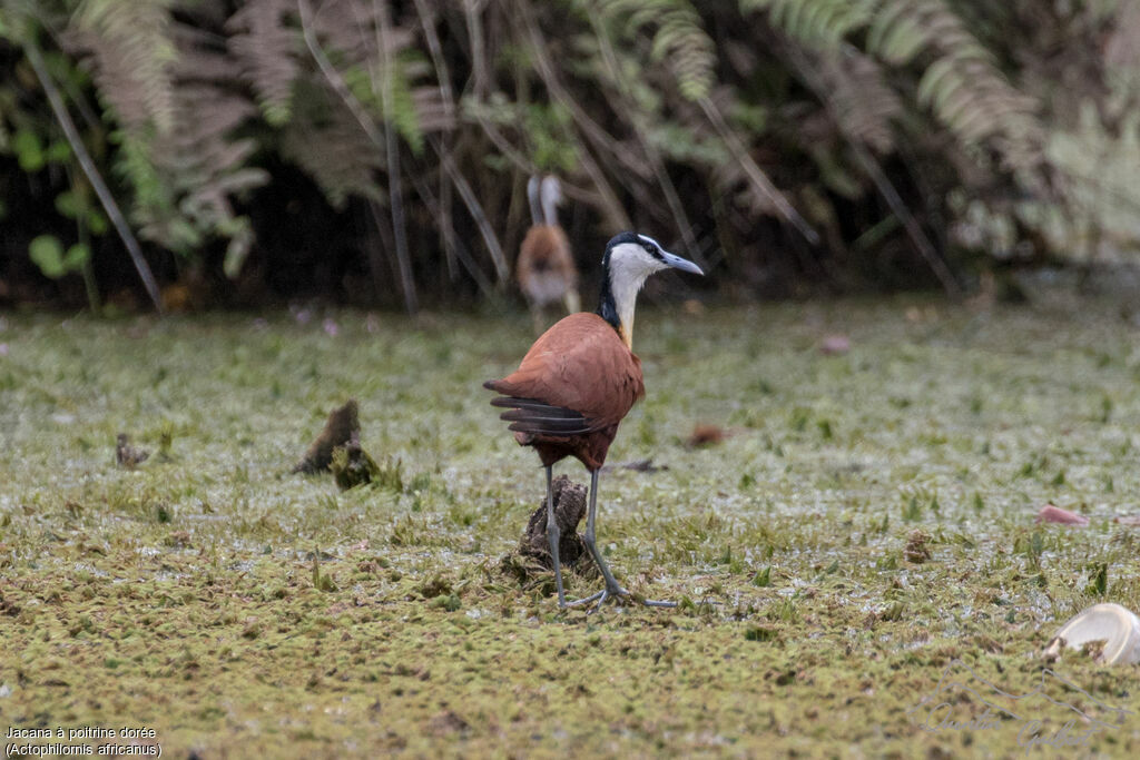 Jacana à poitrine doréeadulte nuptial, identification