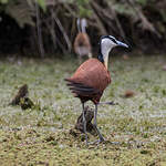 Jacana à poitrine dorée