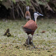 African Jacana