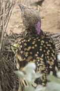 Western Bowerbird