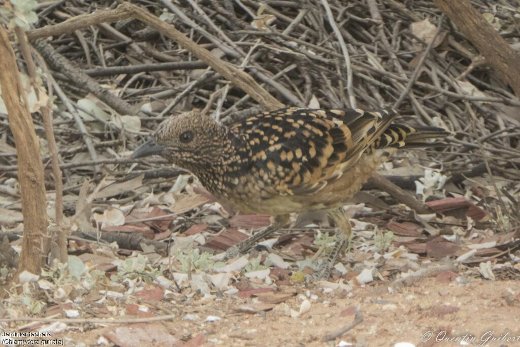 Western Bowerbird male adult