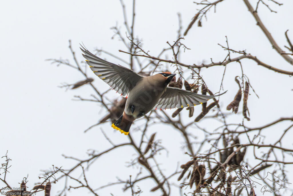 Bohemian Waxwing, identification, Flight