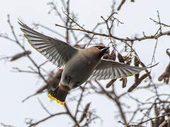 Bohemian Waxwing