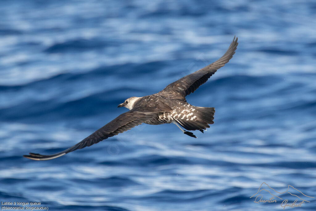 Long-tailed Jaeger