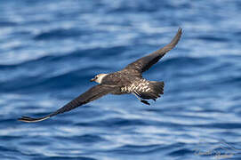 Long-tailed Jaeger