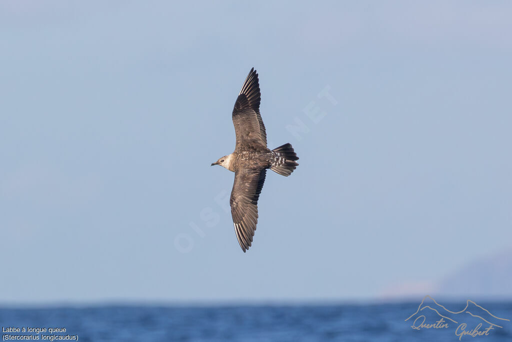 Long-tailed Jaeger