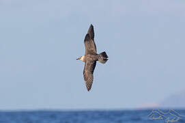 Long-tailed Jaeger