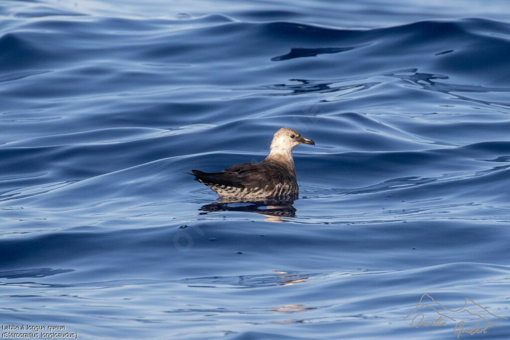 Long-tailed Jaeger