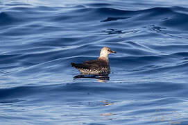 Long-tailed Jaeger