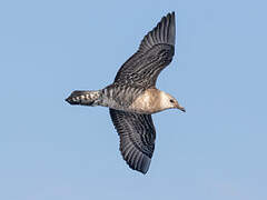 Long-tailed Jaeger