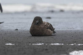 Brown Skua (lonnbergi)