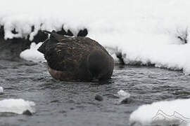 Brown Skua (lonnbergi)