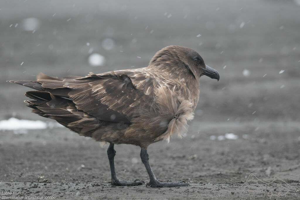 Brown Skua (lonnbergi)