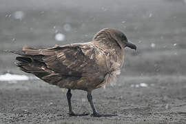 Brown Skua (lonnbergi)