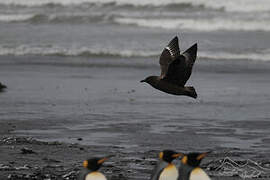 Brown Skua (lonnbergi)