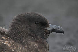 Brown Skua (lonnbergi)