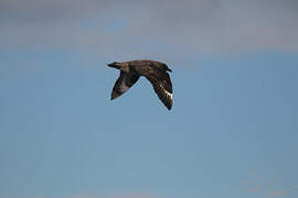 Brown Skua (lonnbergi)